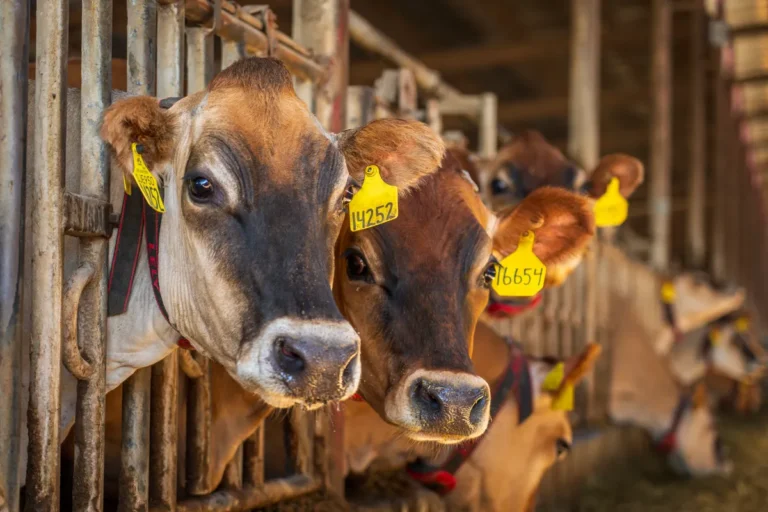 Stonyfield Organic Cow Spa Opens at Rainbow Valley Farm in Maine Stonyfield Organic Cow Spa