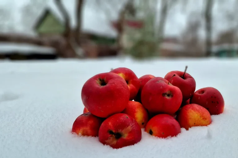 US Apple Crop Spring Frost Leaves East Coast Orchards Facing Historic Losses US apple crop spring frost