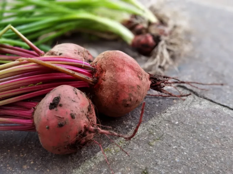 Sweet Potatoes vs Regular Potatoes: The Nutritional Truth Dietitians Want You to Know sweet potatoes vs regular potatoes